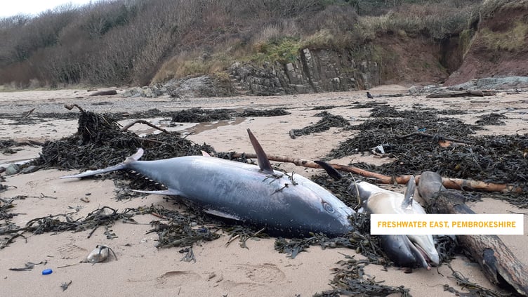 Found washed up together on Freshwater East beach recently: alongside a juvenile common dolphin, there was a giant - an Atlantic Bluefin Tuna.  The bluefin tuna is described by Devon Wildlife Trust as “a stunning marine animal, that leaps out of the water like a dolphin, speeds like a racehorse, and is bigger than a polar bear.”