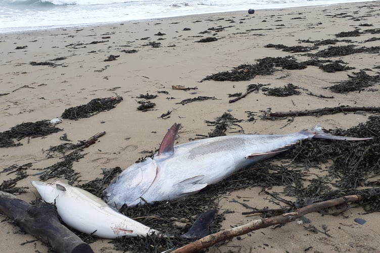Dolphin(?) and Tuna(?) washed up at Freshwater East