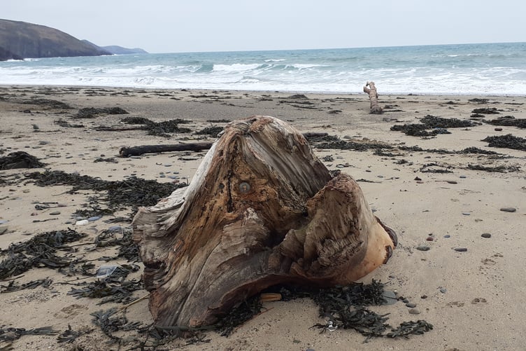 A part-submerged tree on Freshwater East beach