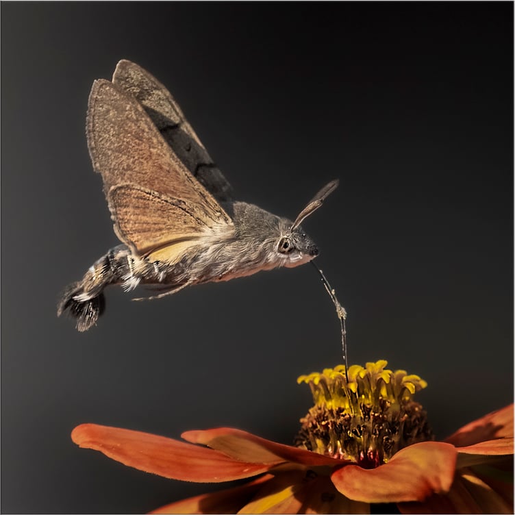 Humming Bird Moth by Jan Sullivan
