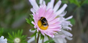 Community garden plans for Milford Haven get the go-ahead