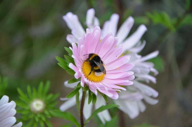 “The garden is to eventually include a variety of flowers and plants that attract and support pollinators, essential for the health of the ecosystem. The existing hedges are to be maintained as an important biodiversity component of the garden space.”