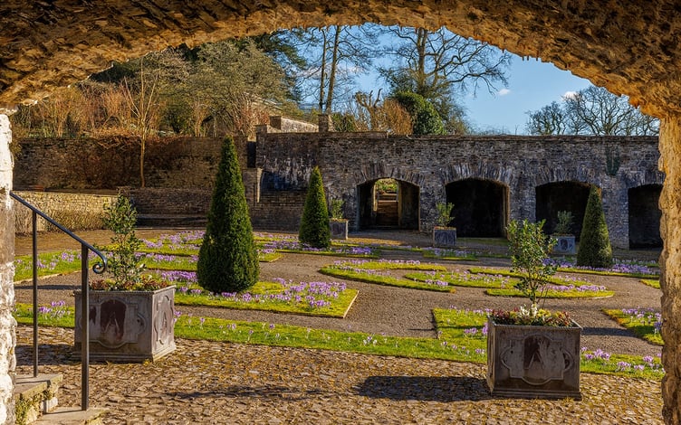 Crocuses in the Cloister Garden