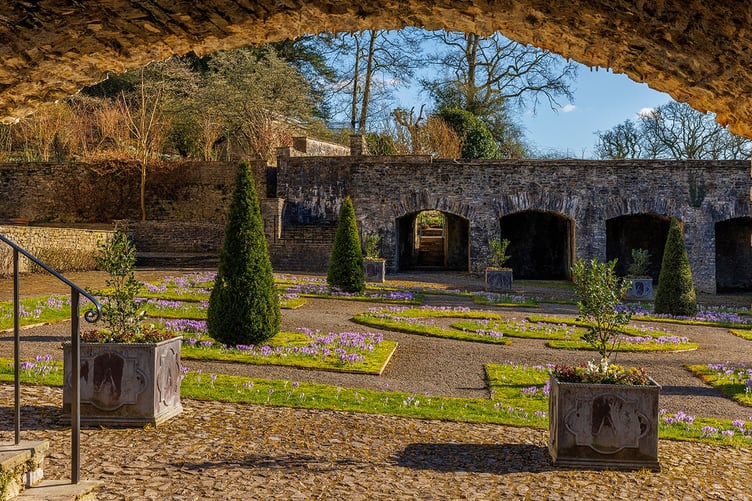 Crocuses in the Cloister Garden