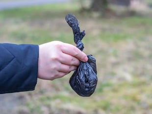 Carmarthenshire riverside 'decorated' with dog poo bags