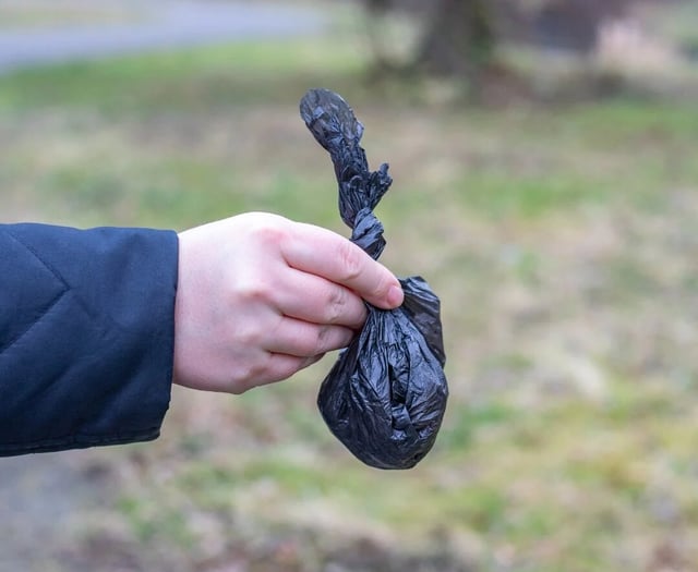 Carmarthenshire riverside 'decorated' with dog poo bags