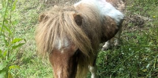 Llansteffan man sentenced for two offences under Animal Welfare Act