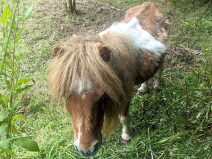 Llansteffan man sentenced for two offences under Animal Welfare Act