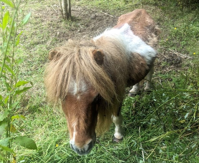 Llansteffan man sentenced for two offences under Animal Welfare Act