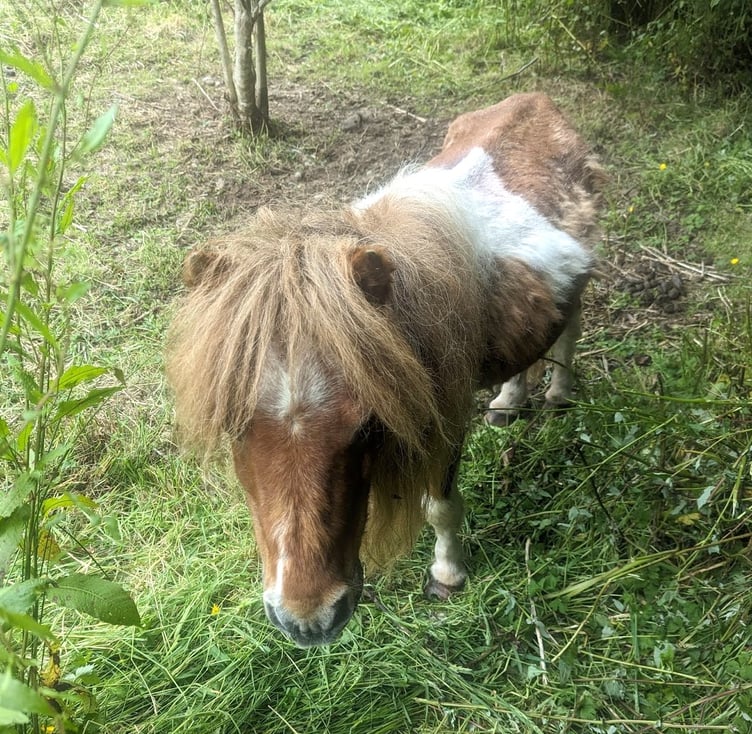 The court heard that the RSPCA had been informed that there were two Shetland ponies needing a welfare check in Llansteffan and RSPCA Inspector Keith Hogben attended on June 18 last year.