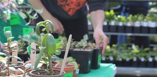 Narberth Big Plant Sale’s biggest year yet
