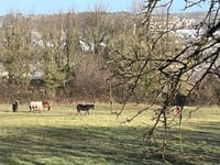 Pembrokeshire grapples with rising fly-grazing horse incidents
