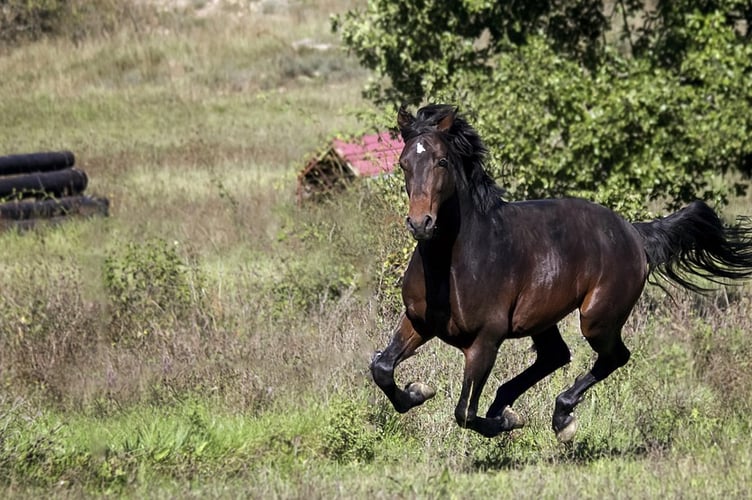 Horse