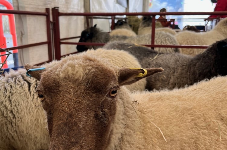 “The concept behind this community led festival is to showcase the best of Llandovery, to share its cultural identity and historical past through the promotion of the wool industry and the local farming economy. This year’s packed programme will certainly not disappoint and will have something for everyone.”