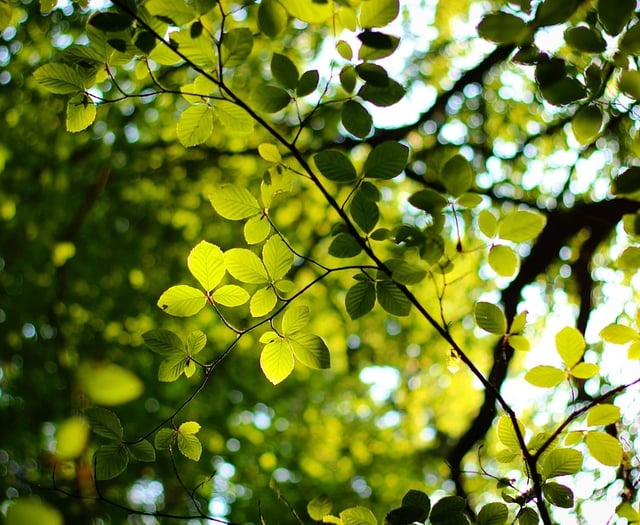 Only 12% of local authorities have an action plan for nature recovery