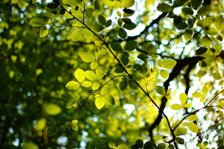 woodland
