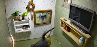 Bird box given quirky makeover by wildlife champion, Kate