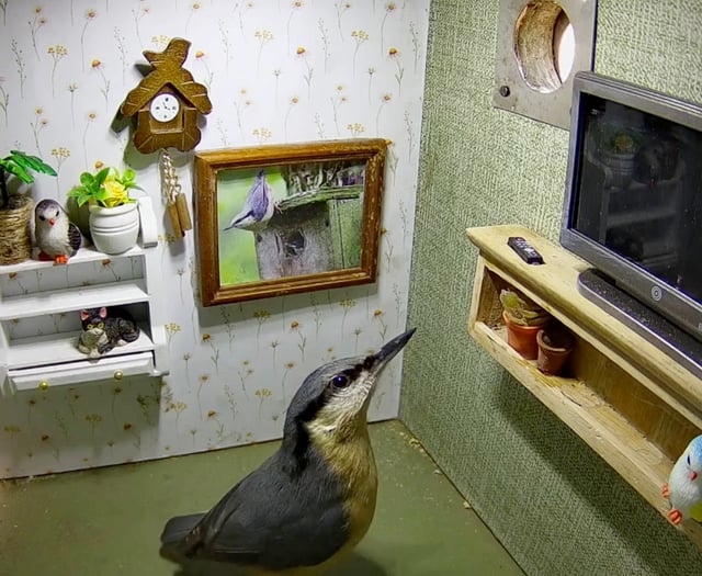 Bird box given quirky makeover by wildlife champion, Kate