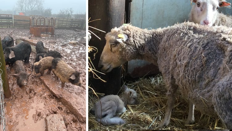 Animal suffering, Pembrokeshire