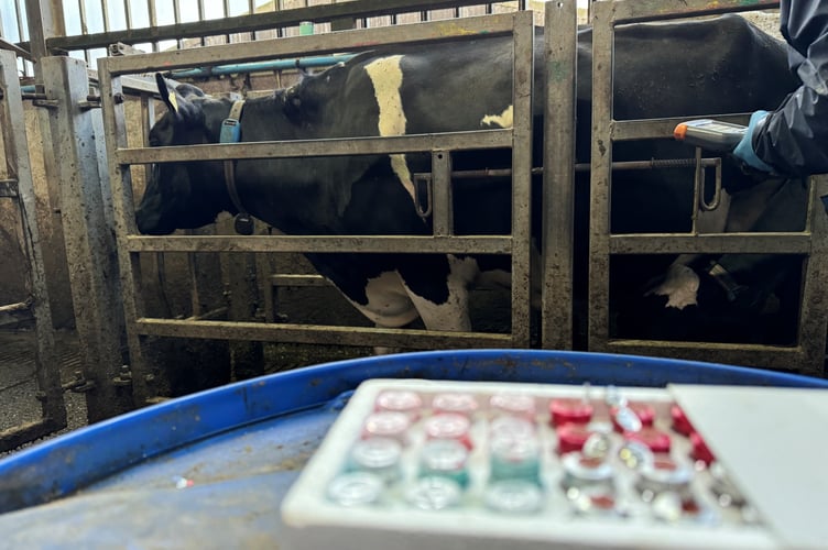 A bovine TB test being carried out on cattle in Wales, amid rising concerns over the impact of the disease
