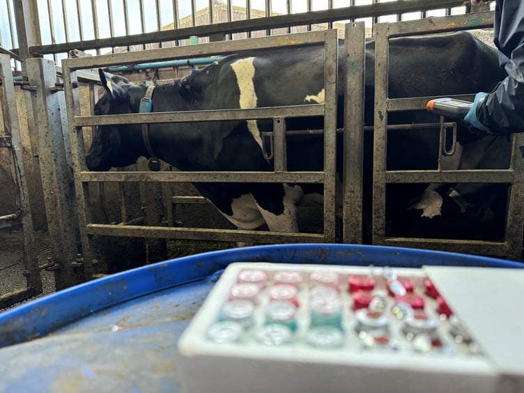 A bovine TB test being carried out on cattle in Wales, amid rising concerns over the impact of the disease