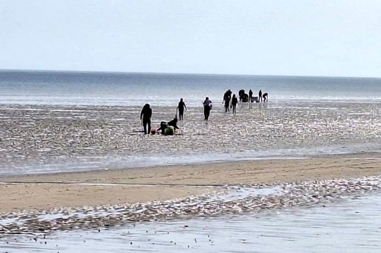 Fresh calls for a clampdown on shellfish pickers continually targeting a Saundersfoot beach have been made, with an estimated 200 to 250 people said to have hit the locality on Mother’s Day to ‘rinse’ the seabeds, leaving with trollies full.