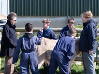 WATCH: Pembroke Dock pupils enjoy farm stay with special Royal visitor