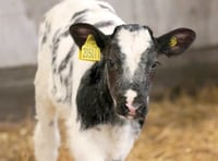 WATCH: Rural Digital Connectivity: A Catalyst for Thriving Farming