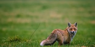 Fox hunting havoc in Wales revealed