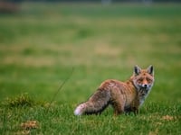 Fox hunting havoc in Wales revealed
