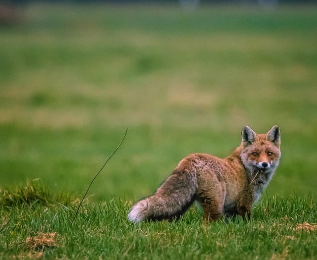 Fox hunting havoc in Wales revealed
