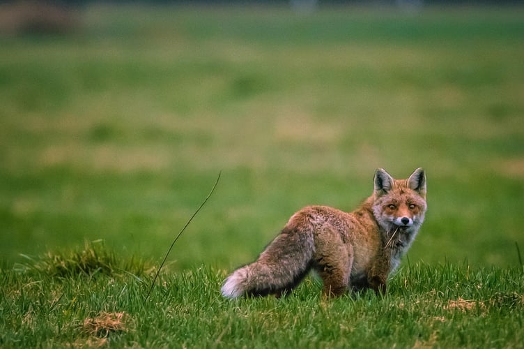 fox