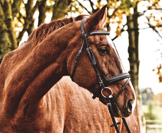 Tragedy at Carmarthenshire horse centre: Woman dies