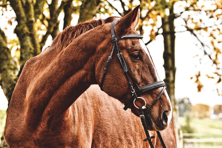 horse