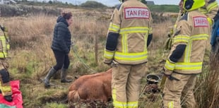 Pembrokeshire firefighters rescue horse stuck in marshland