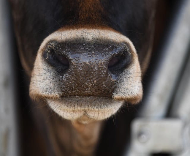 Pembrokeshire farm's slurry lagoon approved
