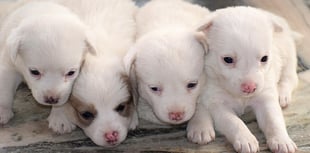 Dog theft warning in Carmarthenshire
