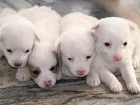 Dog theft warning in Carmarthenshire