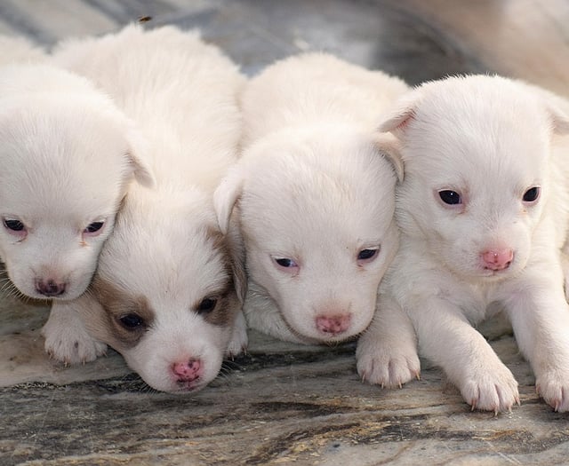 Dog theft warning in Carmarthenshire