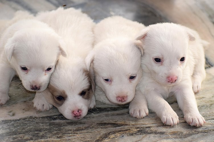 puppies