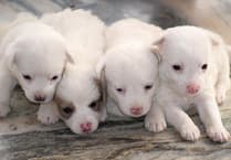Protect Your Pets: Dog Theft Alert