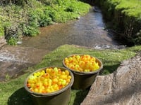 St Florence's Easter Duck Race raises just over £2,000