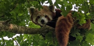 Folly Farm mourns 'sweet natured' red panda Baika