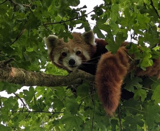 Folly Farm mourns 'sweet natured' red panda Baika