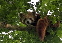 Folly Farm mourns 'sweet natured' red panda Baika