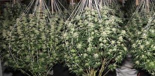 £326k cannabis farm discovered at disused Carmarthenshire retail site