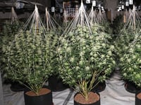 £326k cannabis farm discovered at disused Carmarthenshire retail site