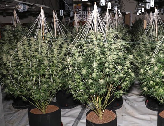 Upon entering via the back of the building, officers were faced with a large-scale cannabis farm spanning three floors, with sophisticated modifications to control the building’s temperature, lighting, ventilation, and electricity.