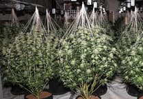 £326k cannabis farm discovered at disused Carmarthenshire retail site