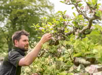 National register launched to preserve rare Welsh apple varieties